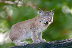 young Lynx