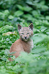 young Lynx