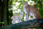 Lynxes