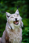Lynx