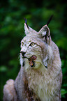 Lynx