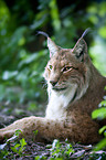 Lynx