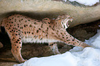 Lynx