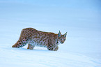 Lynx
