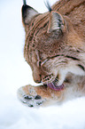Lynx