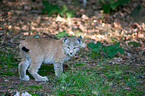 young Lynx