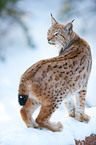 Lynx