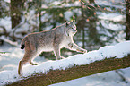 Lynx