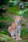 Lynx