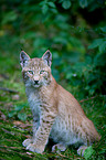 young Lynx