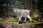 Lynx