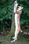 Lynx