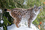 lynx
