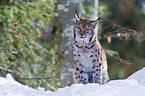 lynx