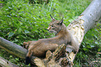 lynx