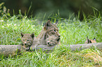 lynxes