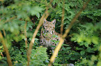 lynx