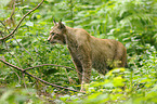 lynx