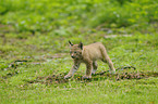 lynx
