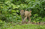 lynx