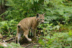 lynx