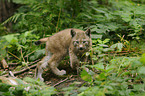 lynx