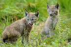lynxes