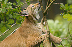 lynx