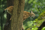 lynx