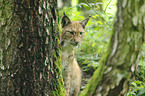 lynx
