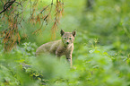lynx