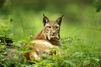 lynx