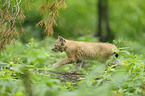lynx