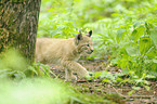 lynx
