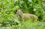 lynx