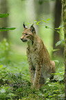 lynx