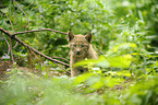 lynx