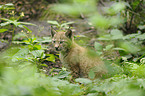 lynx
