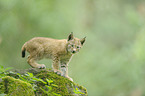 lynx