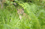 lynx