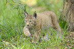 lynx