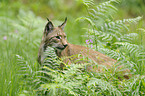 lynx