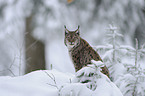 lynx