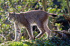 lynx