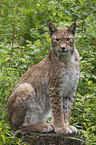 Eurasian Lynx