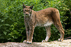 Eurasian Lynx