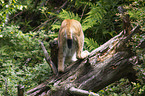 Eurasian Lynx