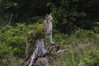 Eurasian Lynx