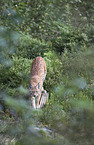 Carpathian Lynx