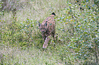 Carpathian Lynx